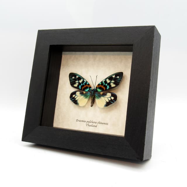 Real metallic Day Flying moth framed taxidermy - Erasmia pulchera chinensis