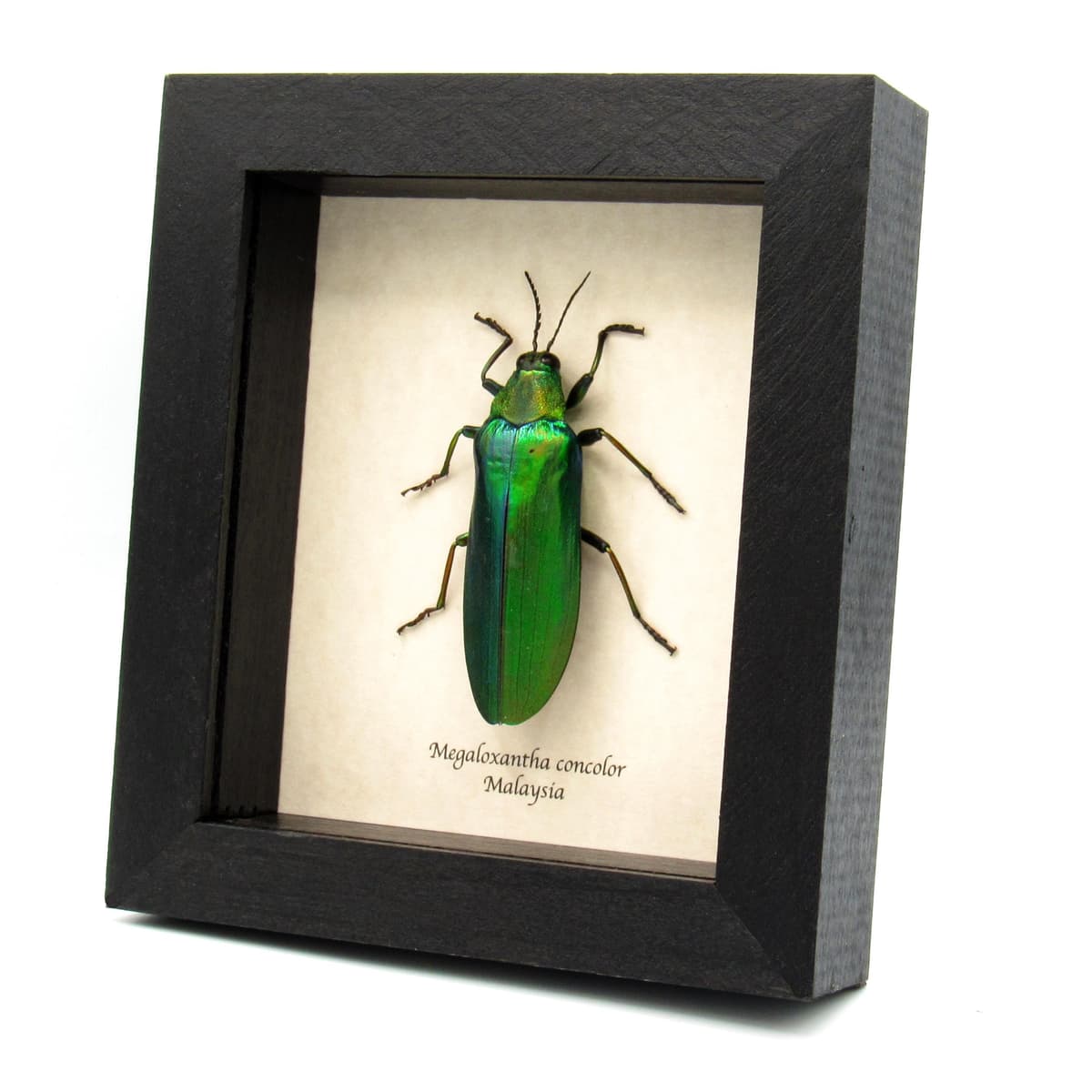 Rare Giant Jewel beetle framed taxidermy - Megaloxantha concolor