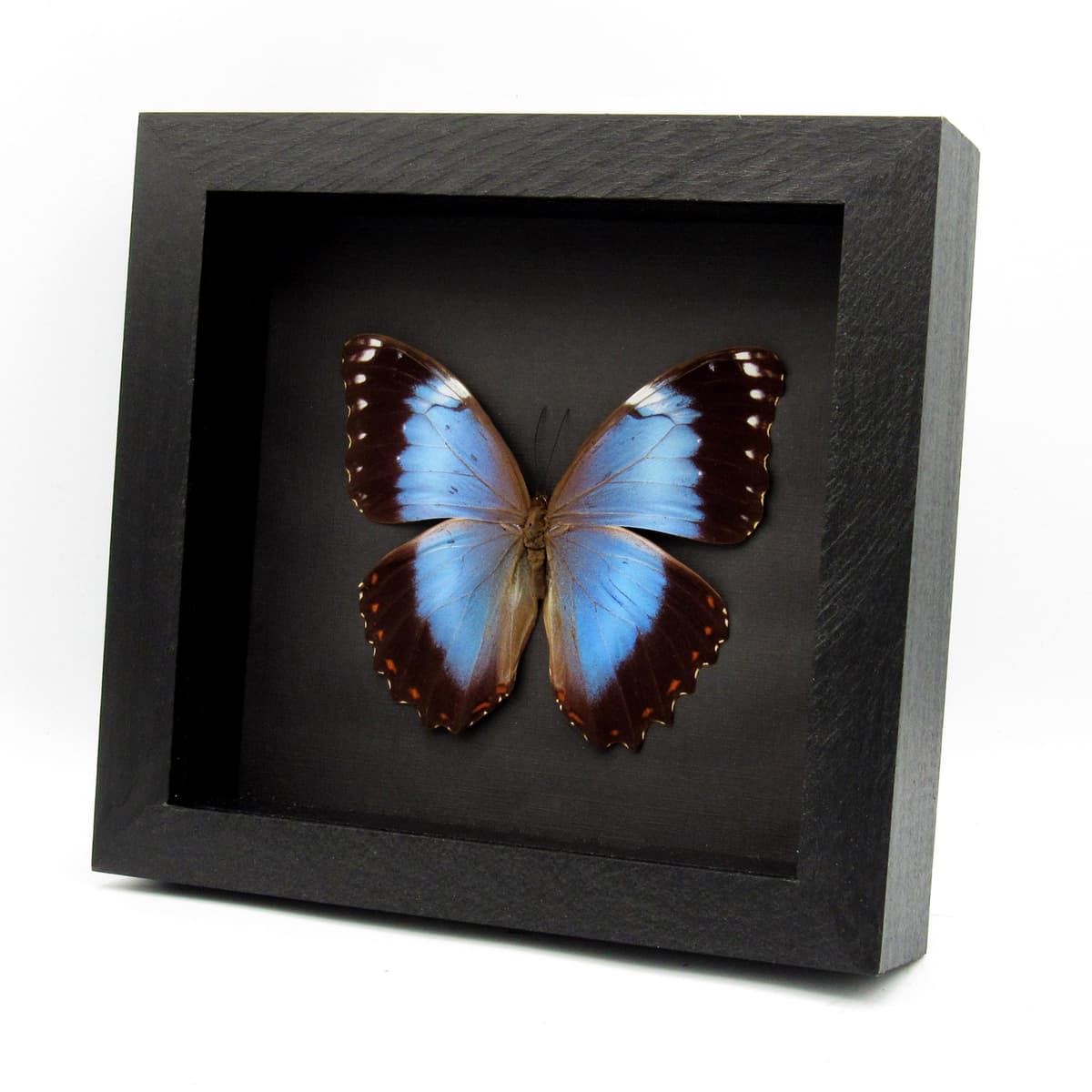 Rare Hybrid Morpho framed taxidermy - Morpho helenor violaceus x Morpho achilles - 2
