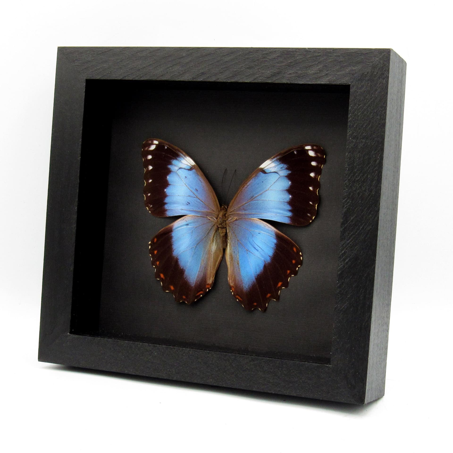 Rare Hybrid Morpho framed taxidermy - Morpho helenor violaceus x Morpho achilles - 2