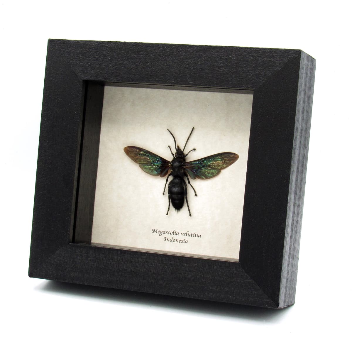 Real giant wasp framed taxidermy - Megascolia velutina