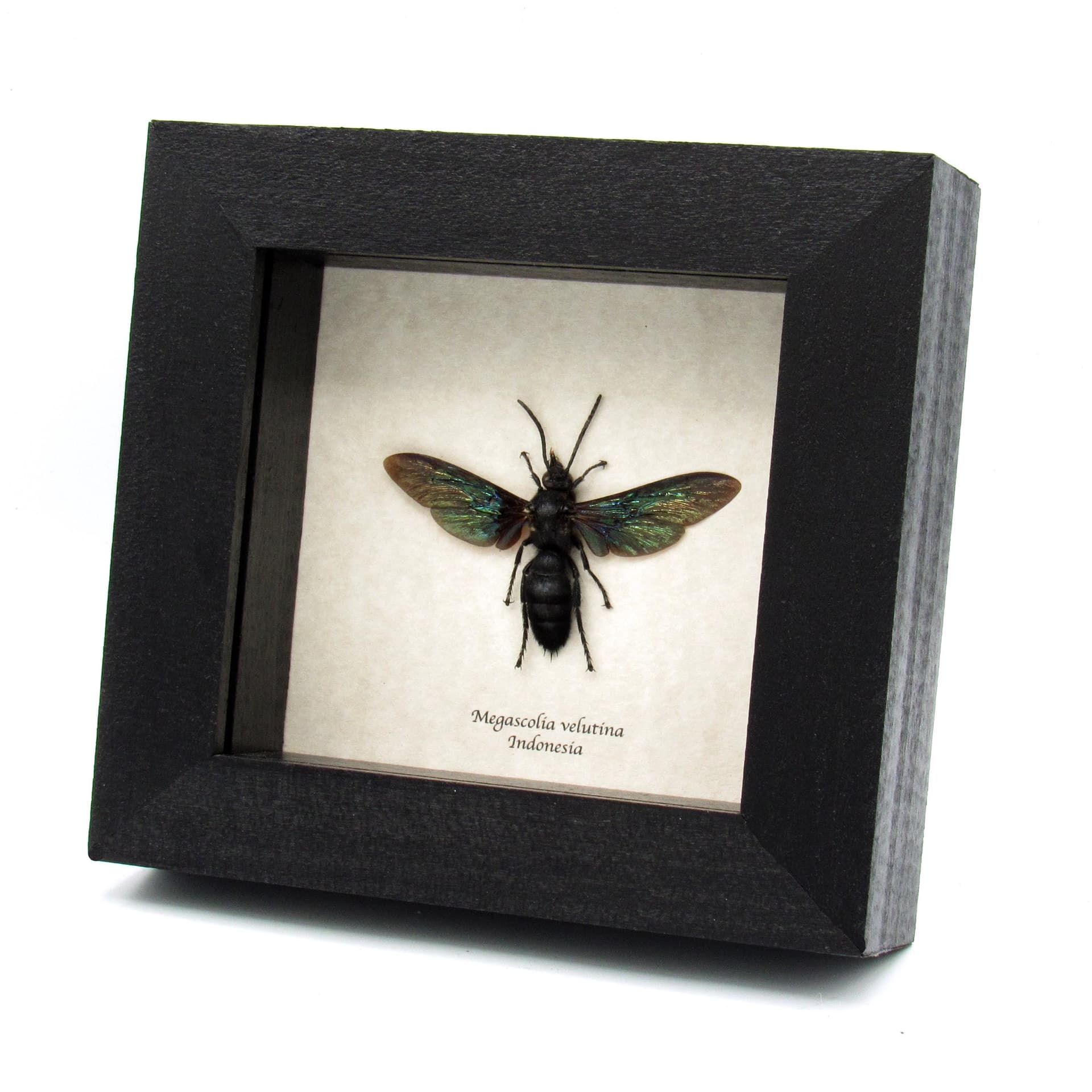 Real giant wasp framed taxidermy - Megascolia velutina