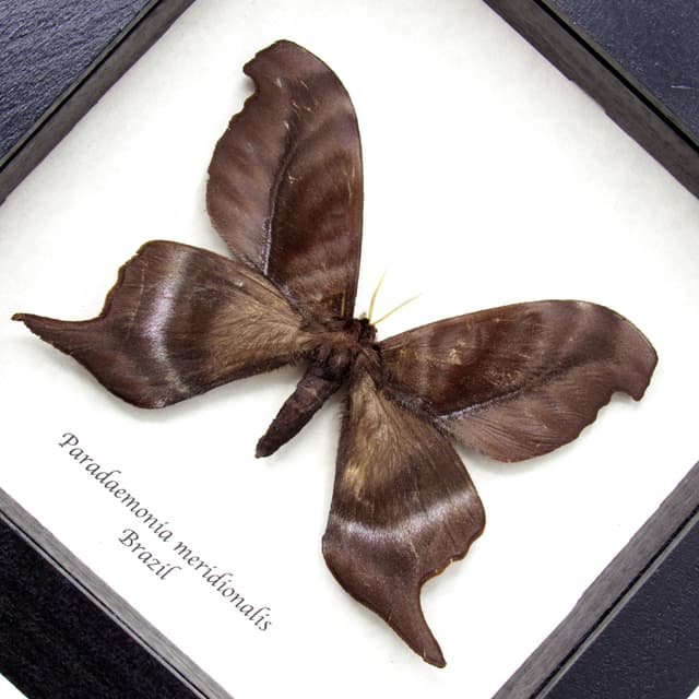 Rare real Saturn moth framed taxidermy - Paradaemonia meridionalis