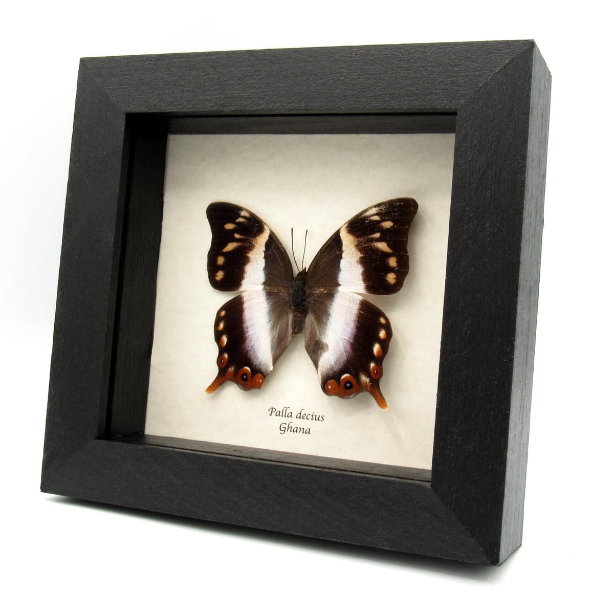 Rare female White Banded Palla butterfly framed taxidermy - Palla decius