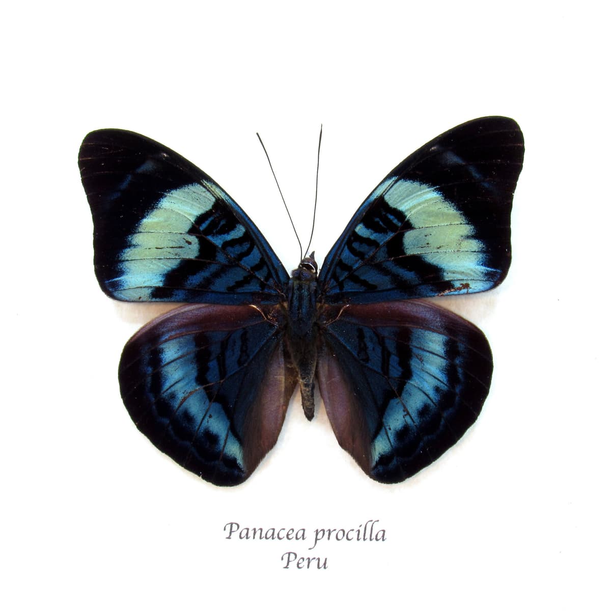 Real blue Procilla Beauty butterfly framed taxidermy - Panacea procilla