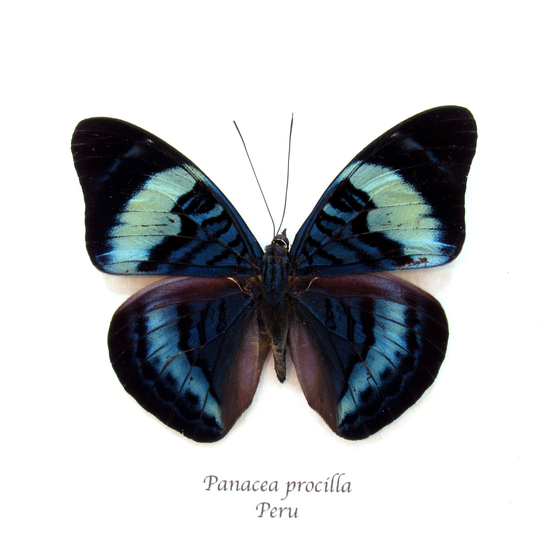 Real blue Procilla Beauty butterfly framed taxidermy - Panacea procilla