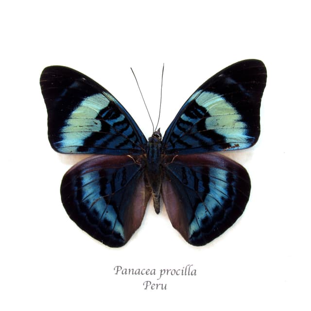 Real blue Procilla Beauty butterfly framed taxidermy - Panacea procilla