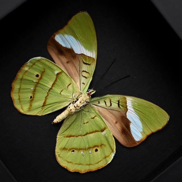 Real Green Olivewing butterfly framed taxidermy - Nessaea hewitsoni