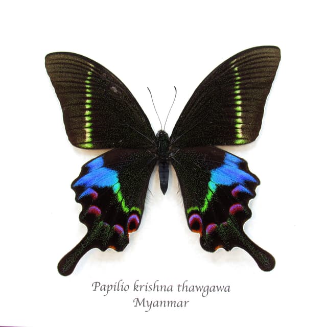 Rare Krishna Peacock Swallowtail butterfly framed taxidermy - Papilio krishna thawgawa