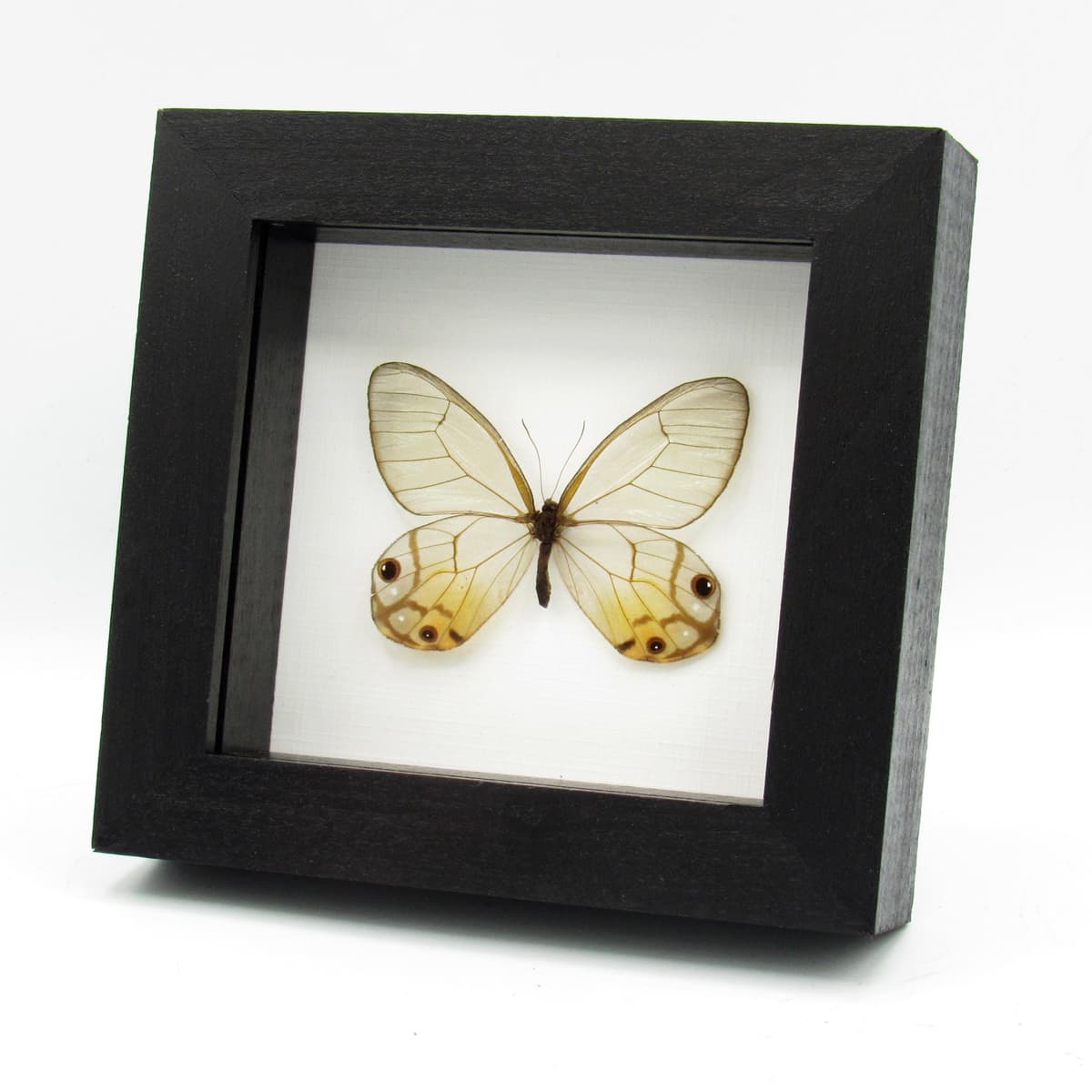 Real large yellow Glass Wing butterfly framed taxidermy - Haetera macleannania