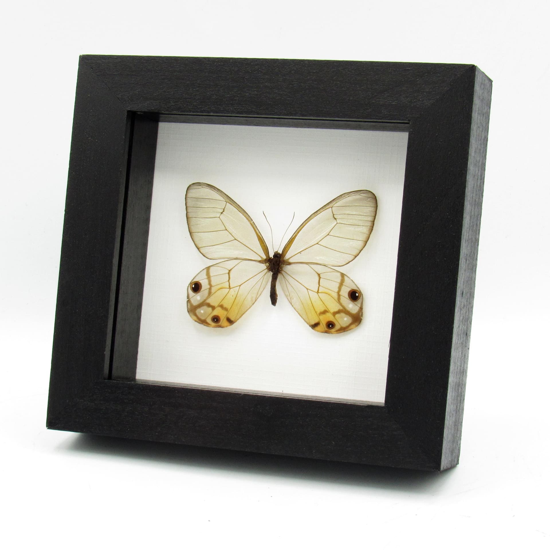 Real large yellow Glass Wing butterfly framed taxidermy - Haetera macleannania