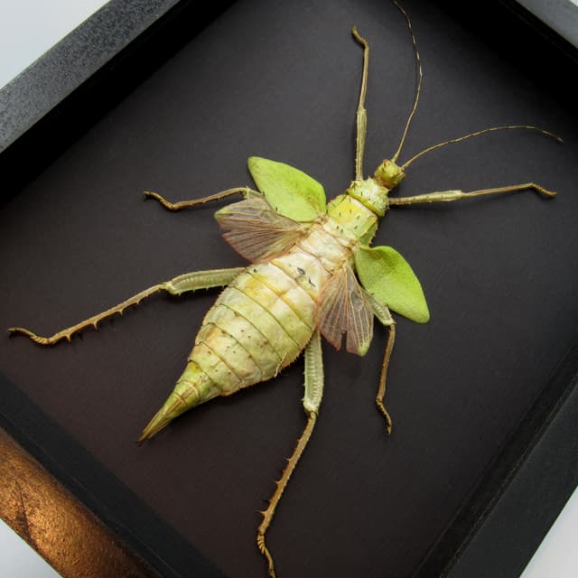 Real Giant Thorny Stick Bug framed taxidermy - Heteropteryx dilatata - female