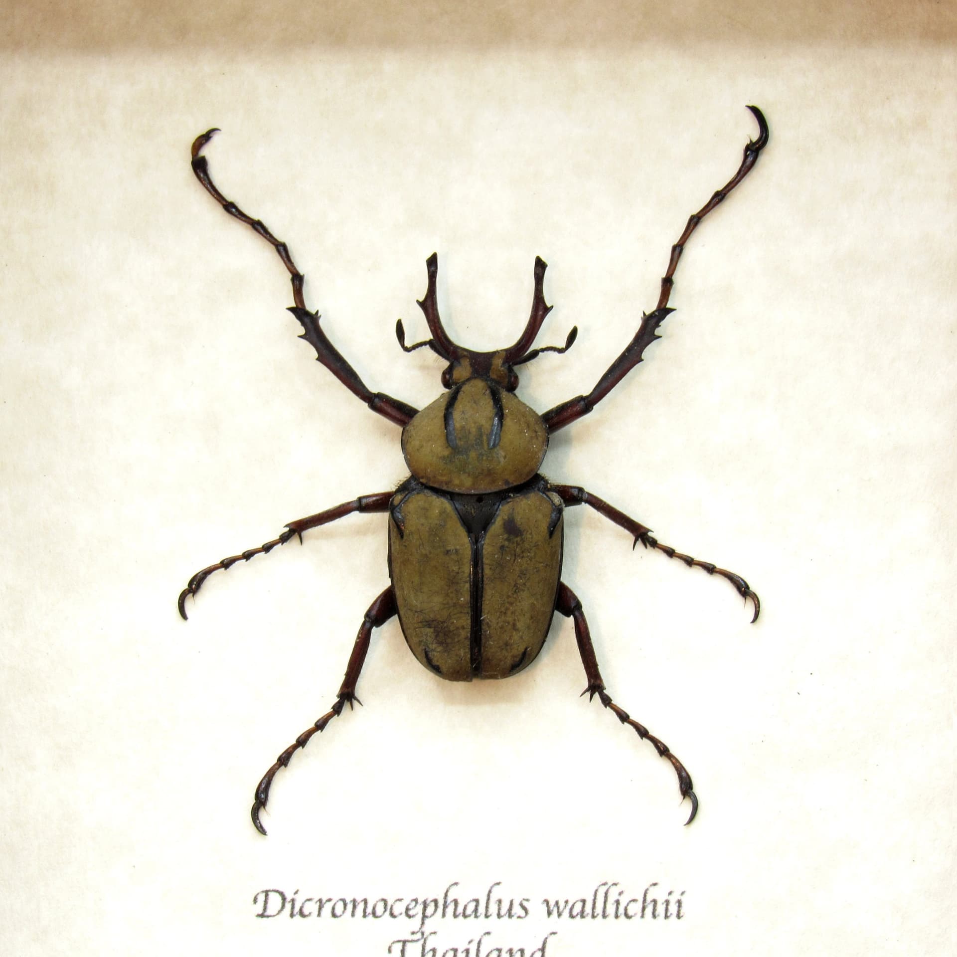 Real beetle framed taxidermy - Dicranocephalus wallichii