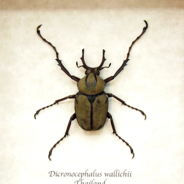 Real beetle framed taxidermy - Dicranocephalus wallichii