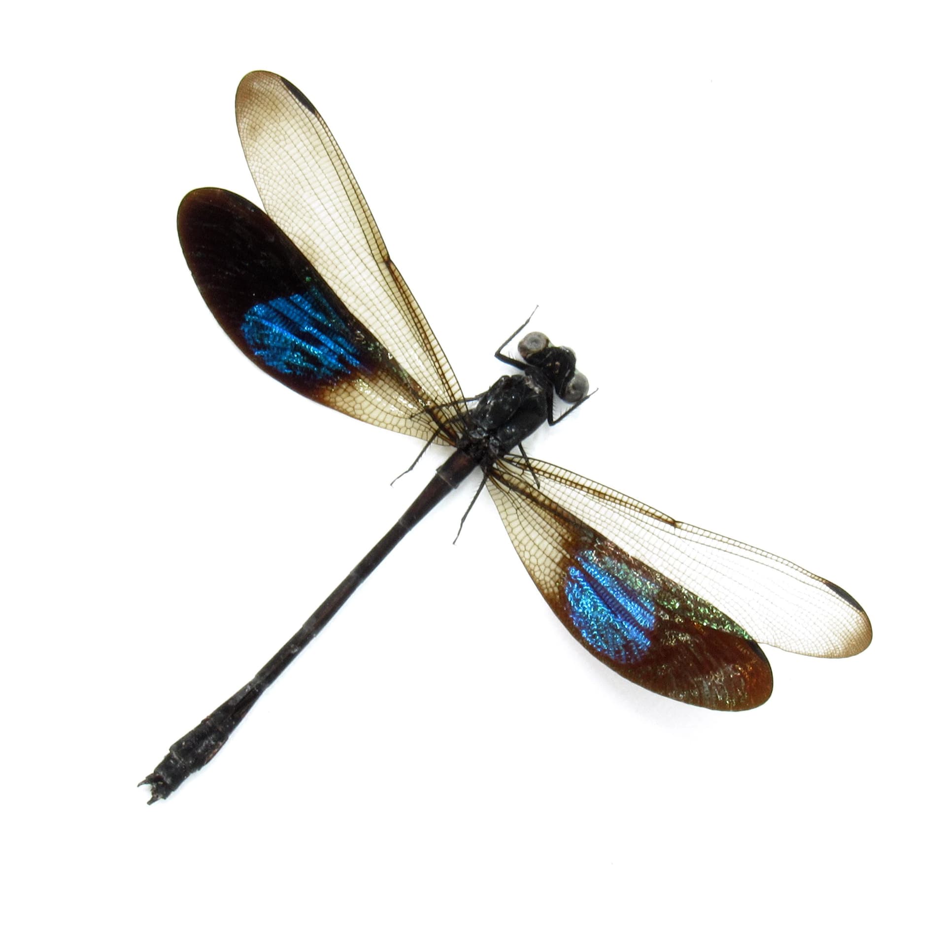 Real Blue Gossamer-winged Dragonfly framed taxidermy - Euphaea subnodalis