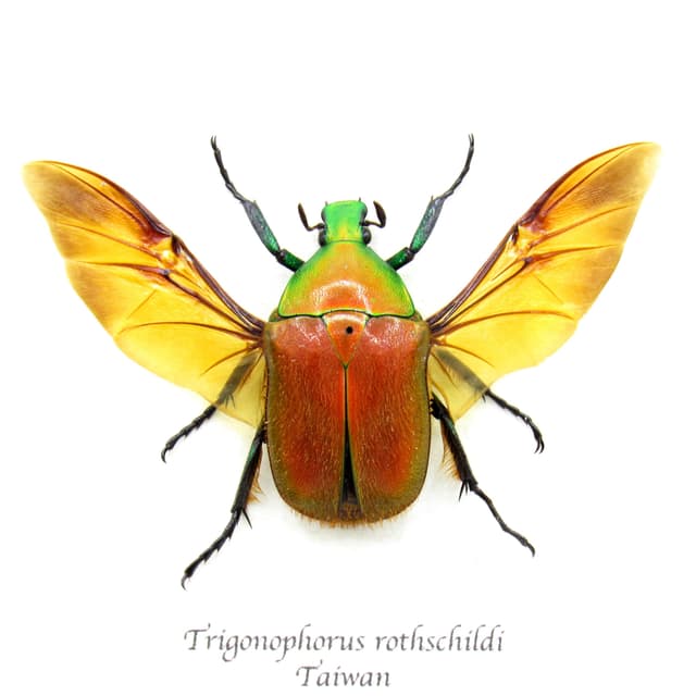 Real red Scarab beetle framed taxidermy - Trigonophorus rothschildi