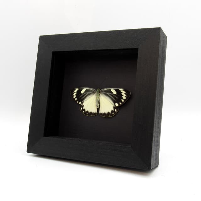 Real black and white Delias butterfly framed taxidermy - Delias splendida - Victorian mount