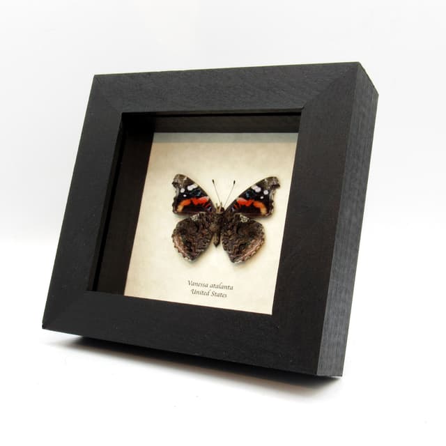 Real Red Admiral butterfly framed taxidermy - Vanessa atalanta
