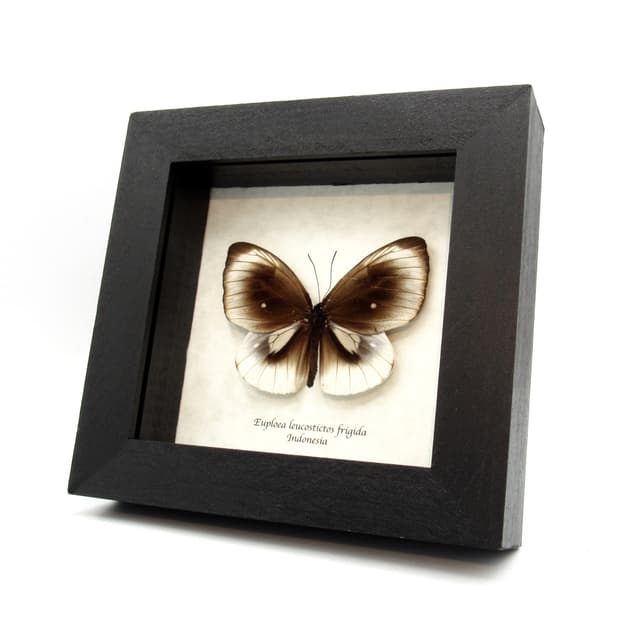 Real white framed butterfly taxidermy - Euploea leucostictos frigida