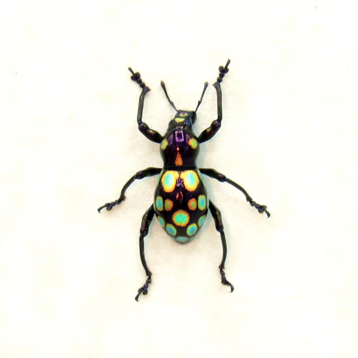 WEEVIL MANIA - Real beetle framed taxidermy - Pachyrhynchus gemmatus
