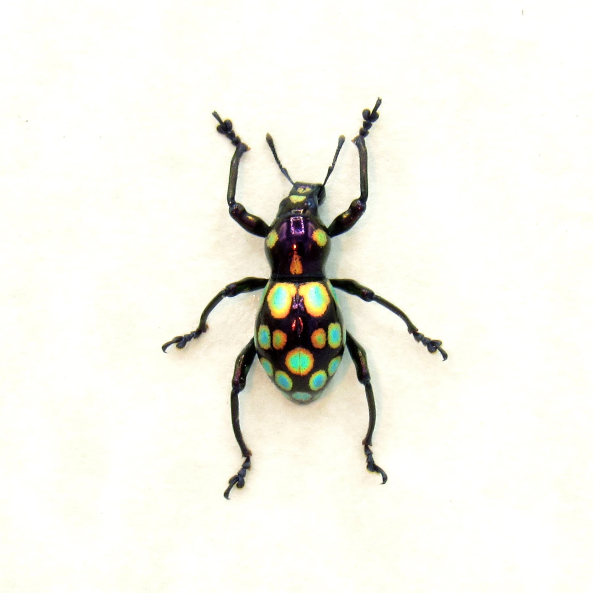 WEEVIL MANIA - Real beetle framed taxidermy - Pachyrhynchus gemmatus