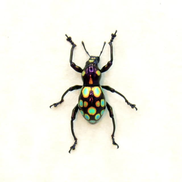 WEEVIL MANIA - Real beetle framed taxidermy - Pachyrhynchus gemmatus