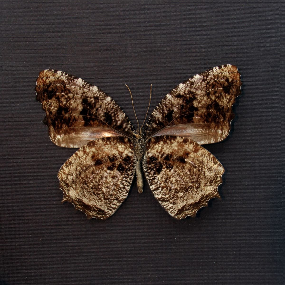 Real Tiger Palmfly butterfly framed taxidermy - Elymnias nesaea lioneli