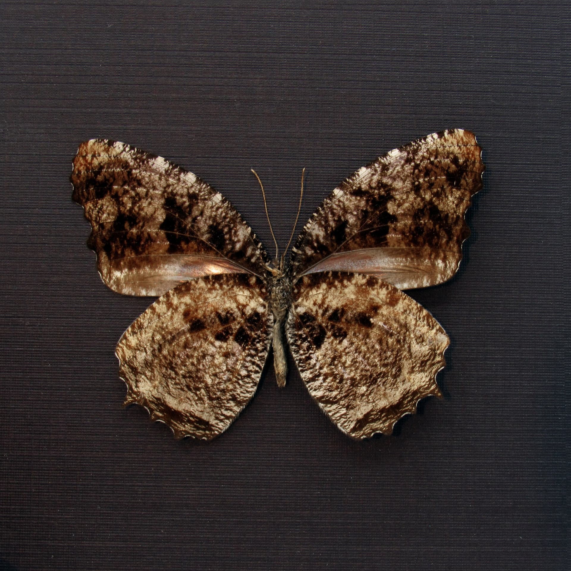 Real Tiger Palmfly butterfly framed taxidermy - Elymnias nesaea lioneli