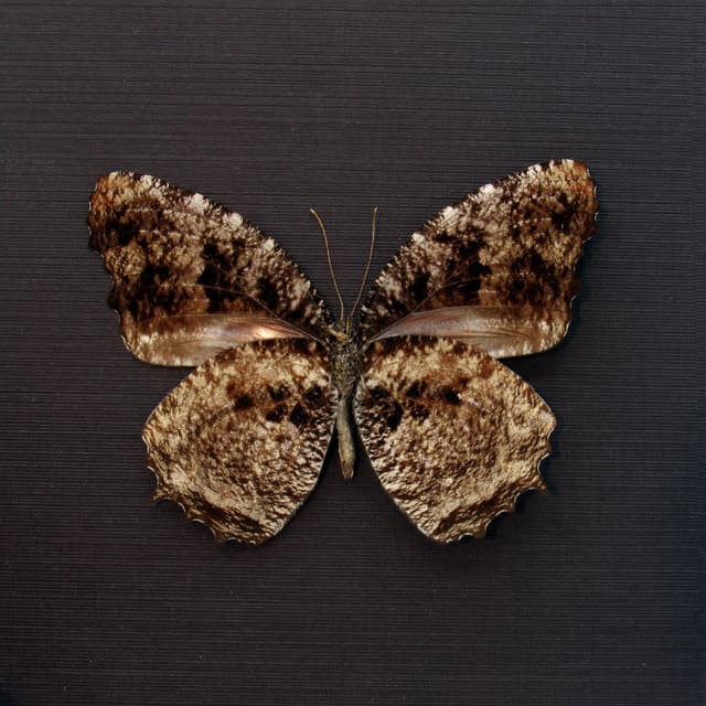 Real Tiger Palmfly butterfly framed taxidermy - Elymnias nesaea lioneli