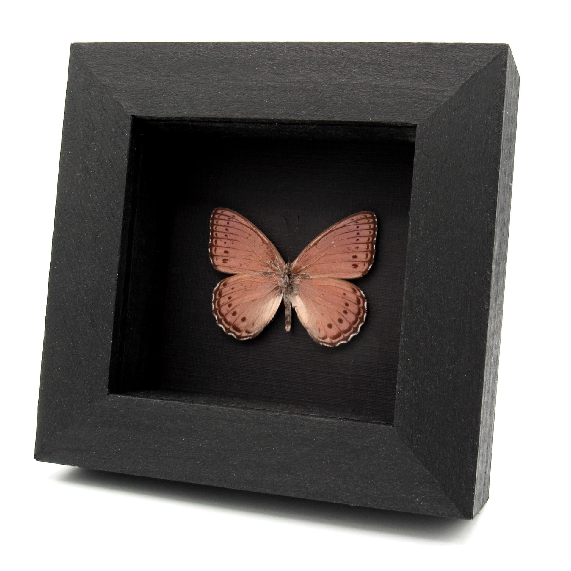Real lavender butterfly framed taxidermy - Sallya pechuelli