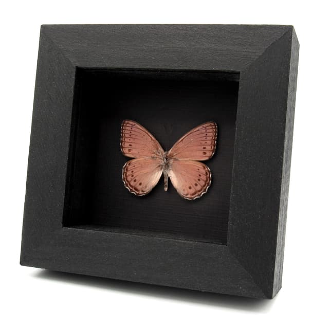 Real lavender butterfly framed taxidermy - Sallya pechuelli