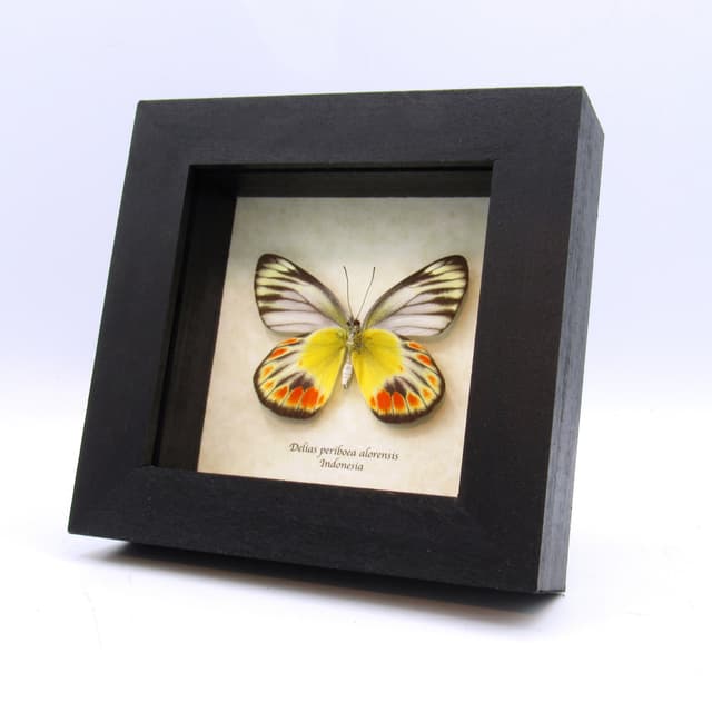 Real Delias butterfly framed taxidermy - Delias periboea alorensis - female