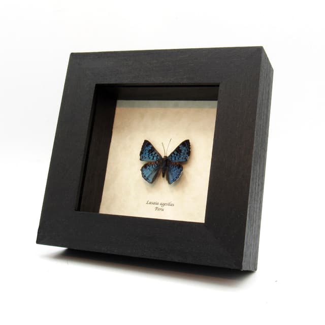 Real blue Metalmark butterfly framed taxidermy - Lasaia agesilas