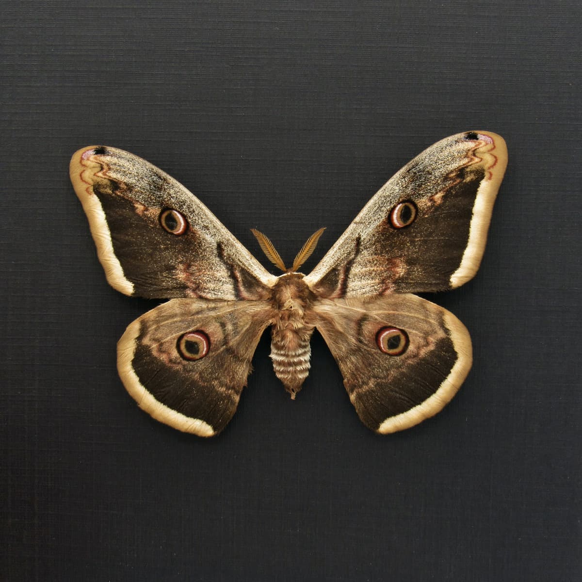 Real large Peacock moth framed taxidermy - Saturnia pyri