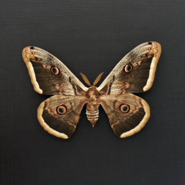 Real large Peacock moth framed taxidermy - Saturnia pyri