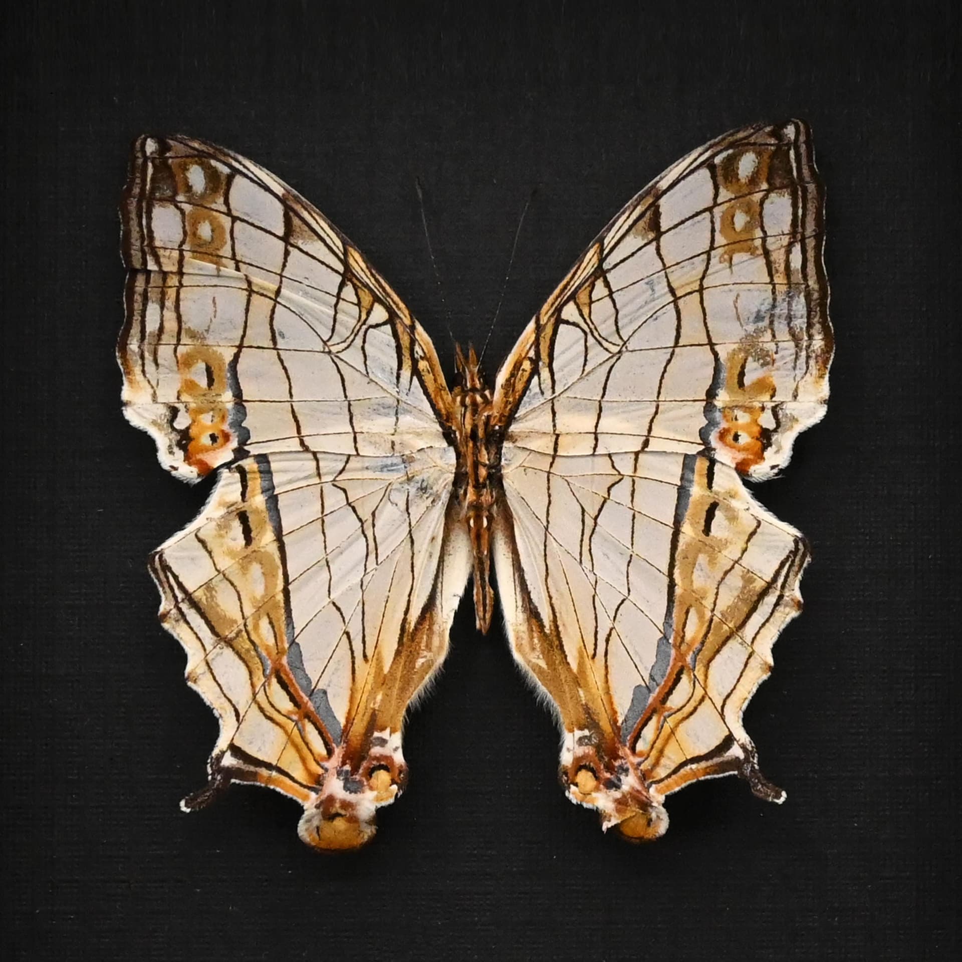 Real Common Map butterfly framed taxidermy - Cyrestis thyodamas