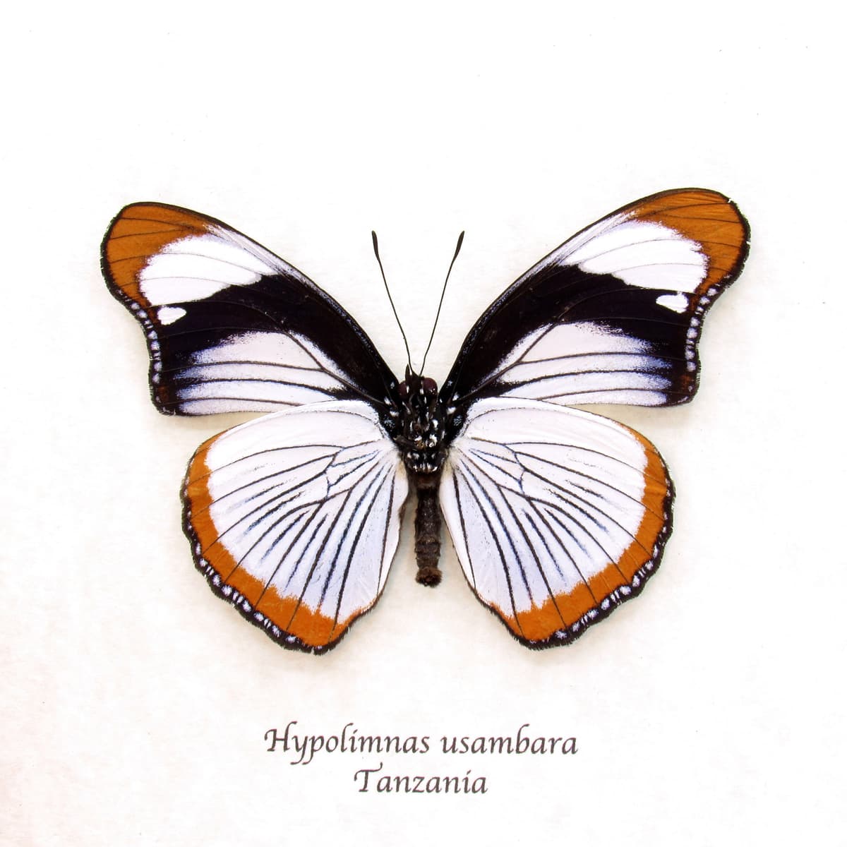 Rare Red Spot Diadem butterfly framed taxidermy - Hypolimnas usambara