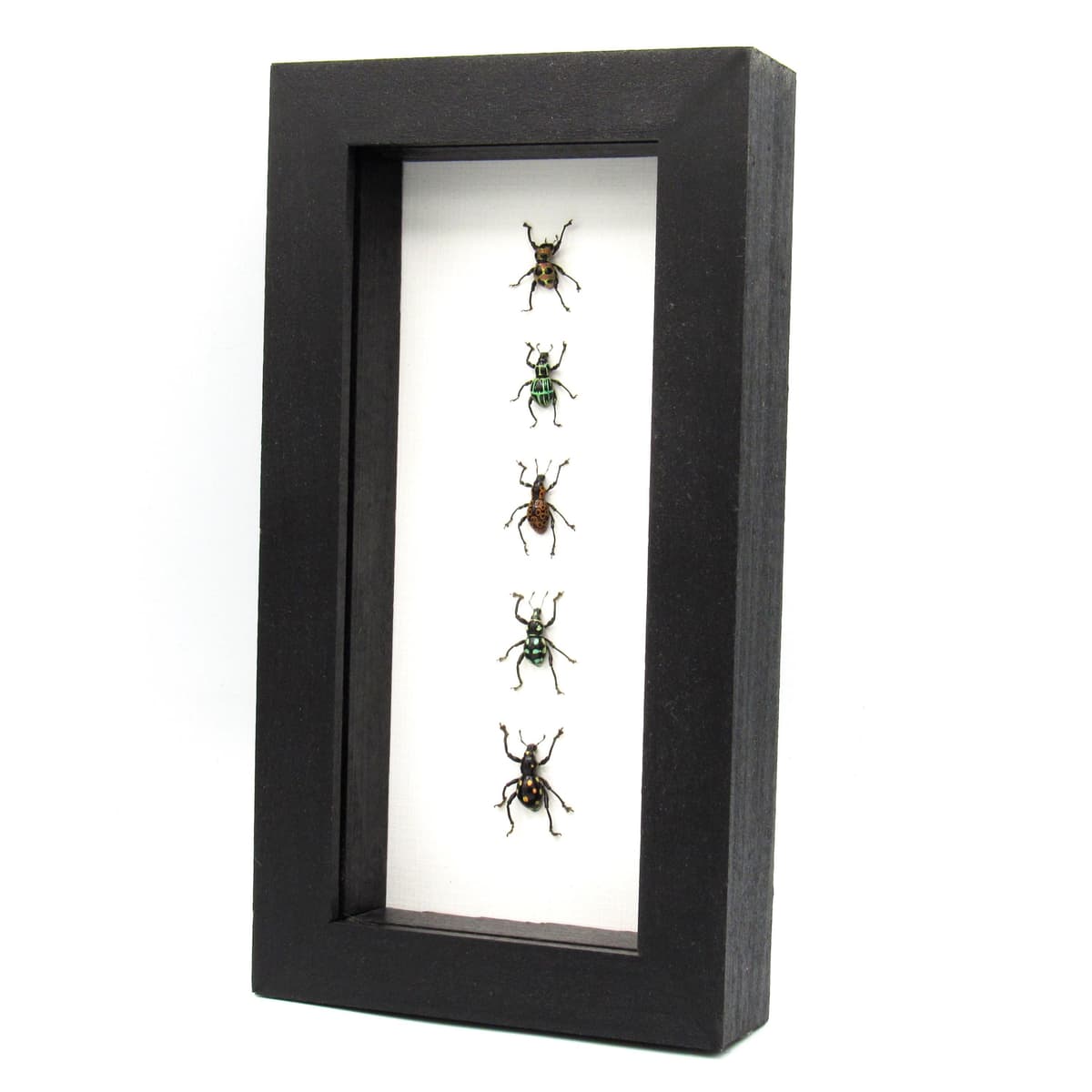 WEEVIL MANIA - real framed metallic weevil beetle collection