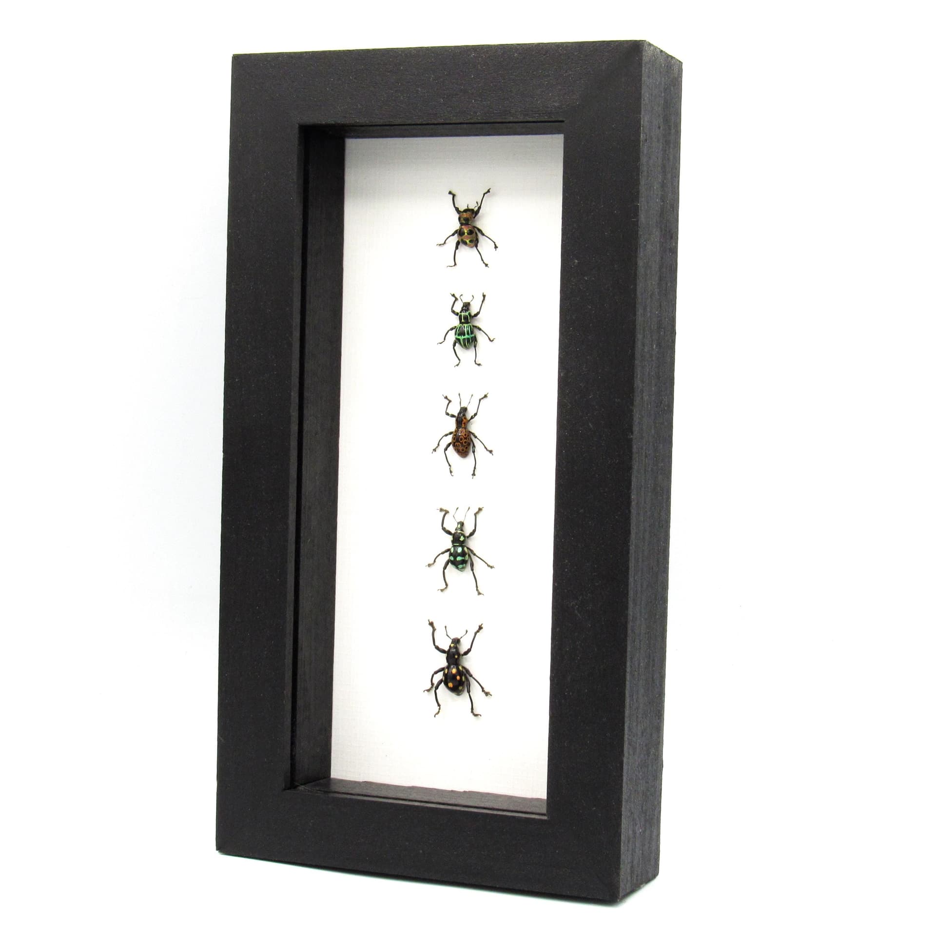 WEEVIL MANIA - real framed metallic weevil beetle collection