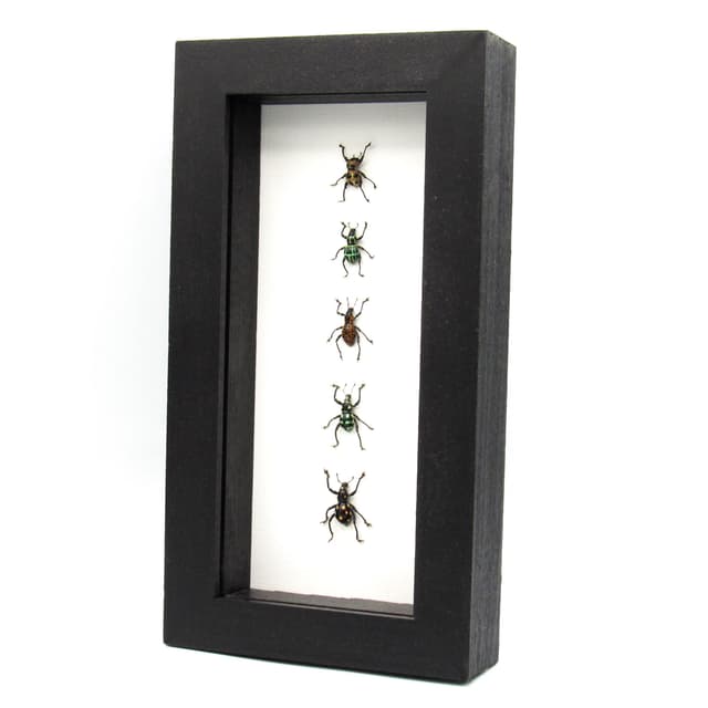 WEEVIL MANIA - real framed metallic weevil beetle collection