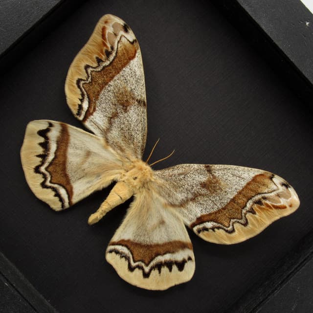 Rare Saturn moth framed taxidermy - Arsenura armida - female - blond color form