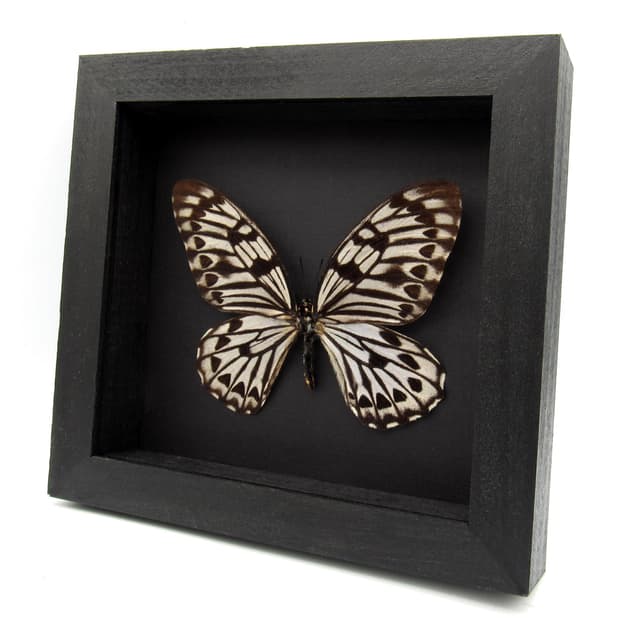 Very rare giant Graphium butterfly specimen - Graphium idaeoides