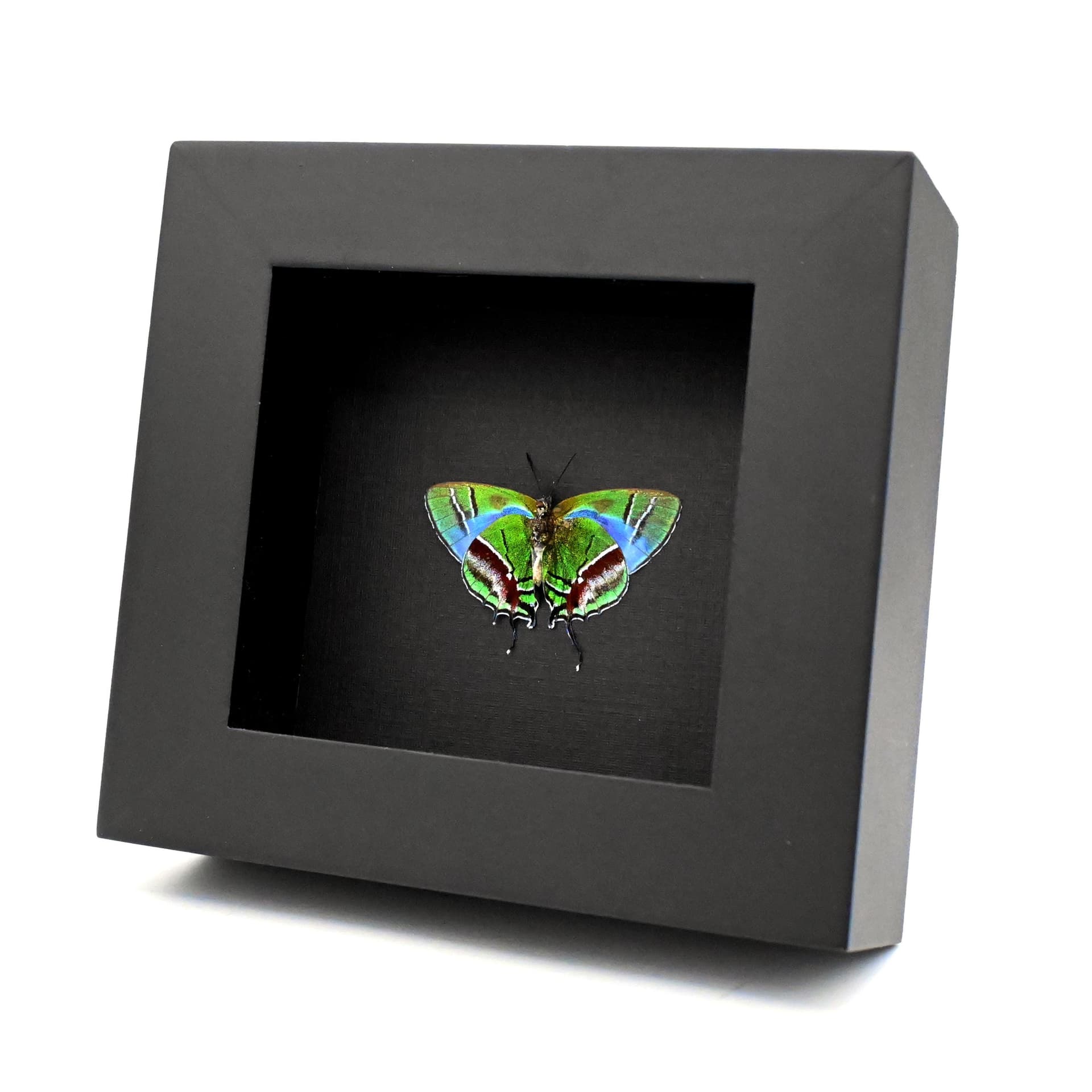 Rare green hairstreak butterfly framed - Evenus gabriela - female - Victorian mount