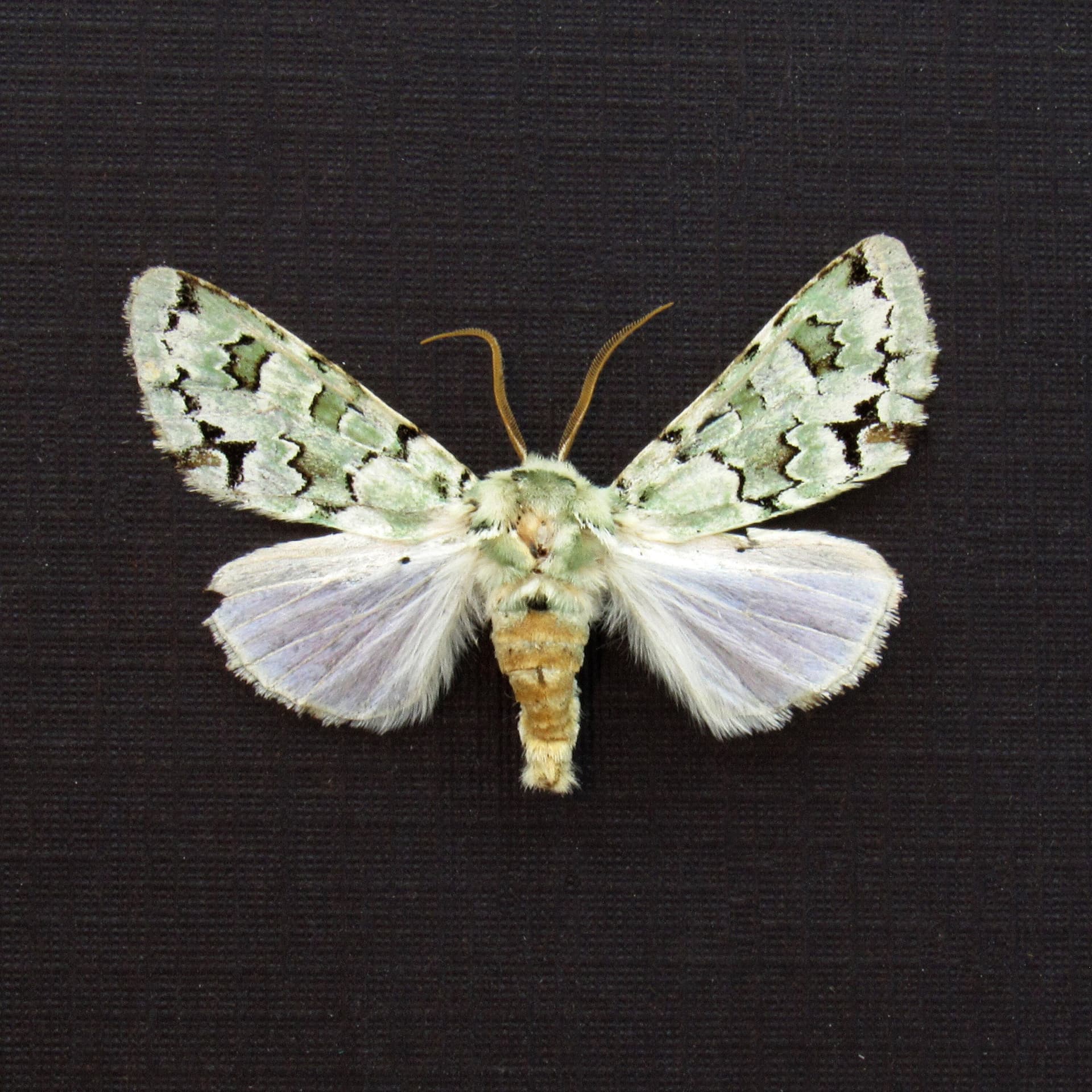 Real green Lichen moth framed taxidermy - Noctuidae species