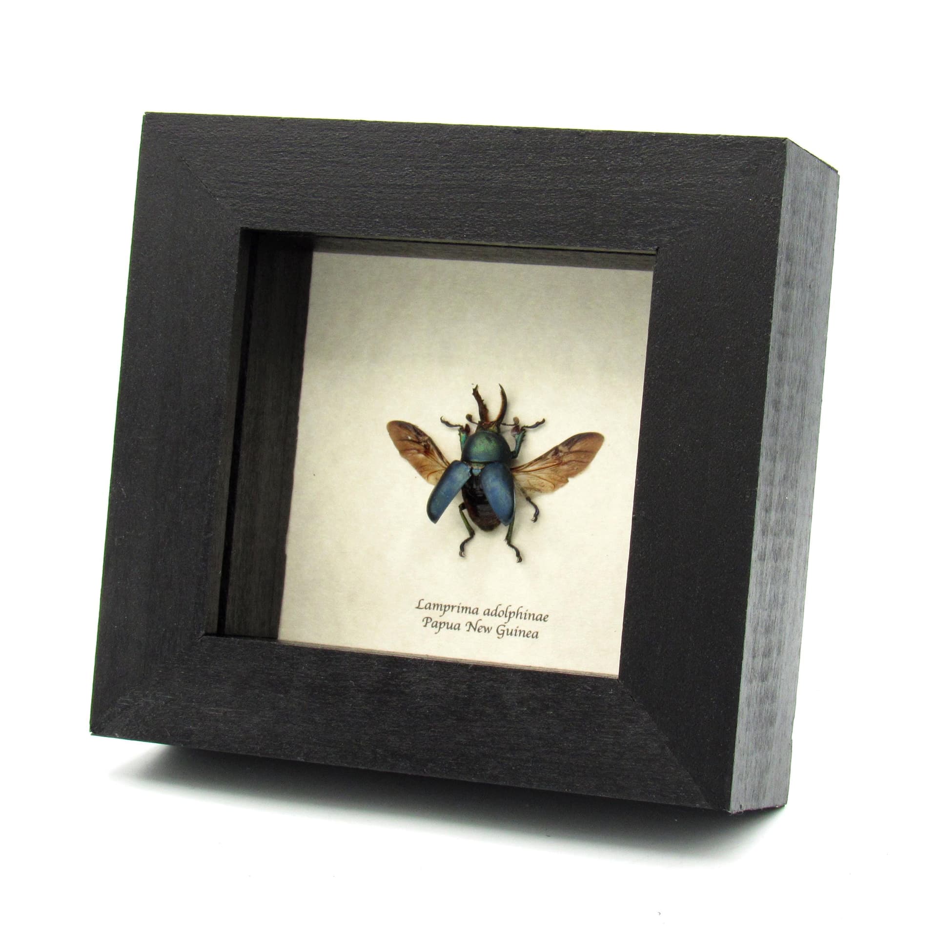 Real Stag beetle framed taxidermy - Lamprima adolphinae
