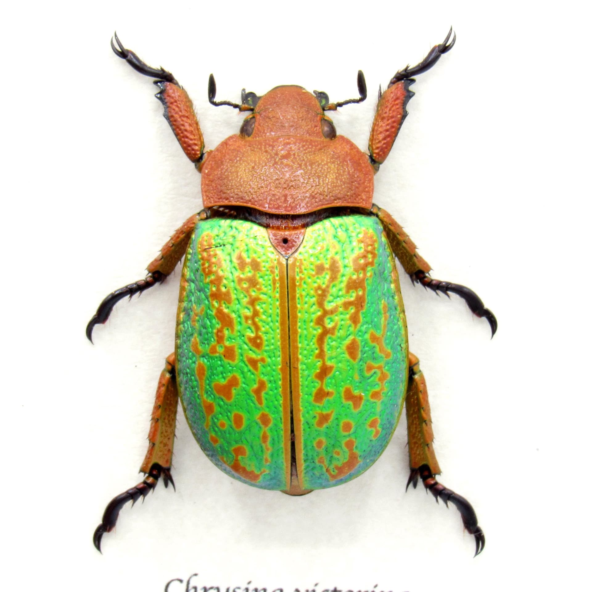 Large Jewel Scarab beetle framed taxidermy - Chrysina victorina