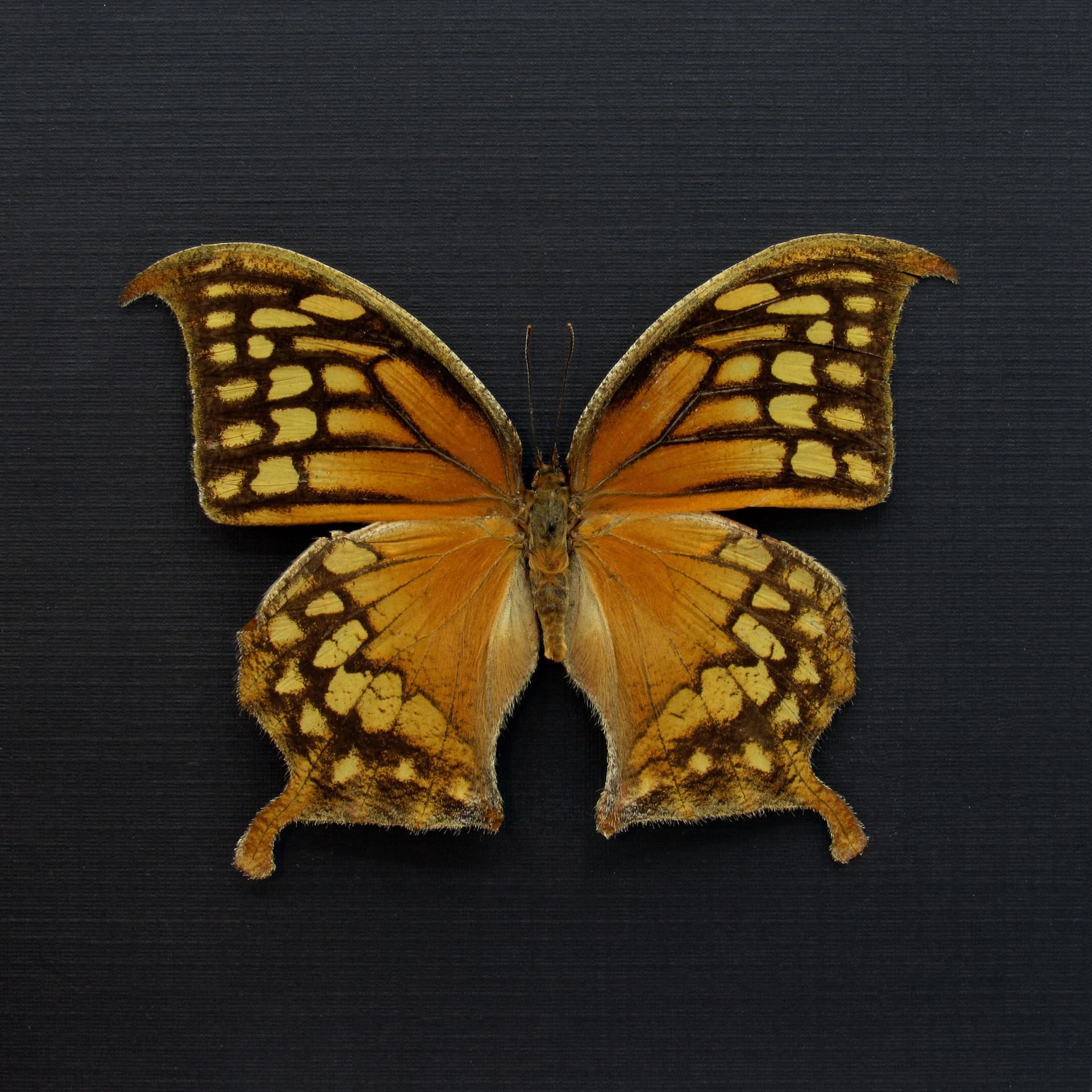 Rare orange butterfly framed taxidermy - Consul excellens - female