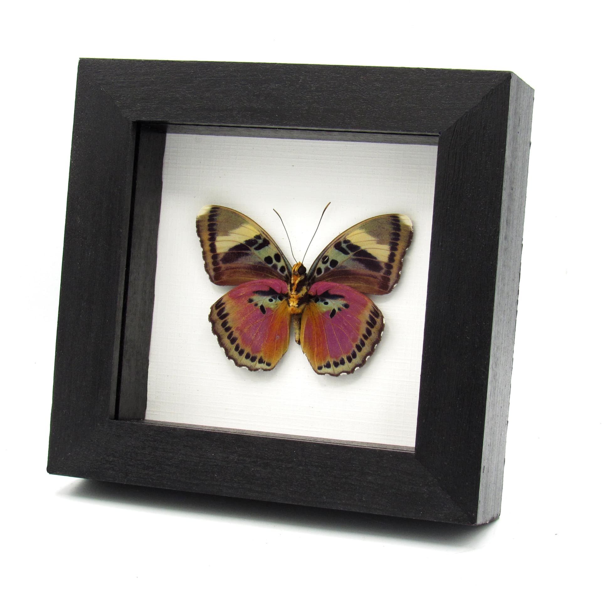 Real fuchsia butterfly framed taxidermy - Euphaedra xypete