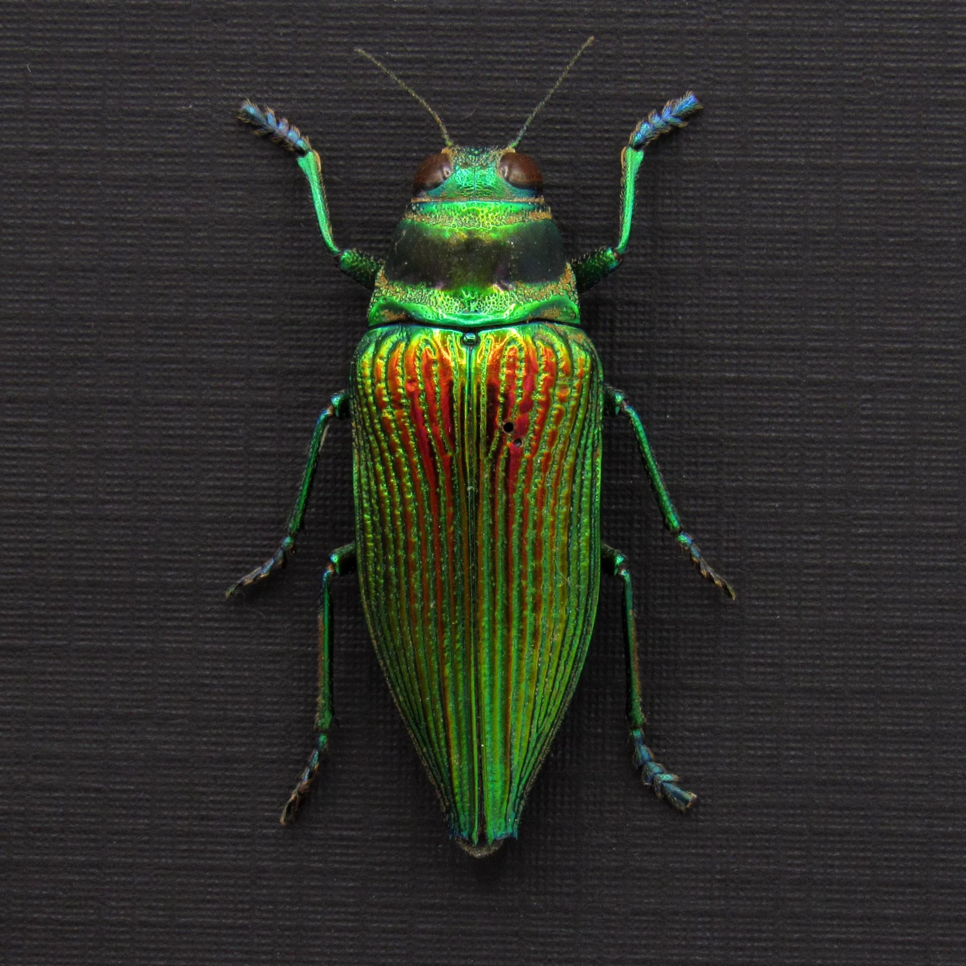 Rare metallic green Jewel beetle framed taxidermy - Psiloptera bicarinata