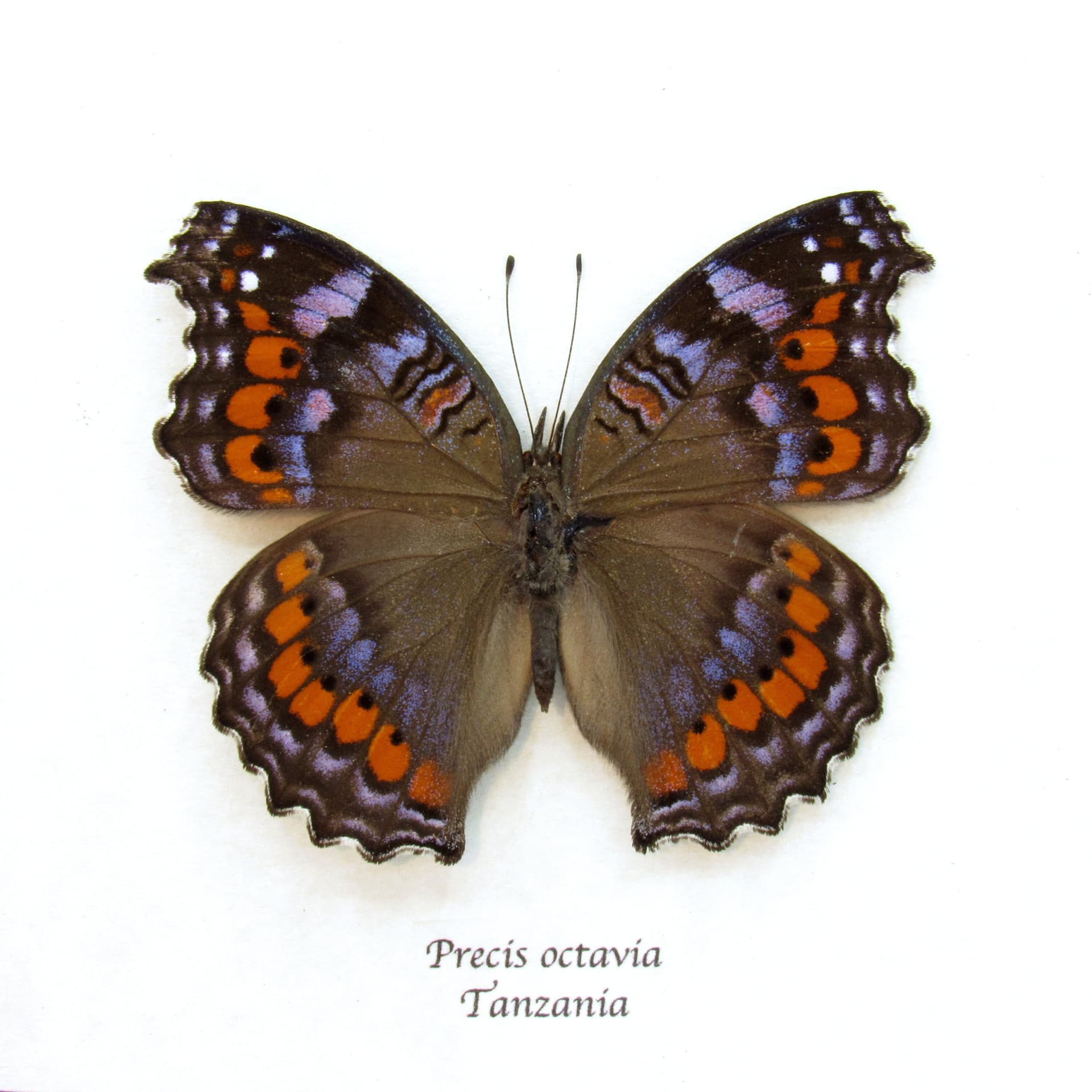 Real Gaudy Commodore butterfly framed taxidermy - Precis octavia - blue form - large female